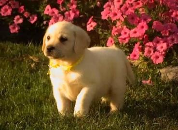 Wir haben zwei Labrador Retriever Welpen