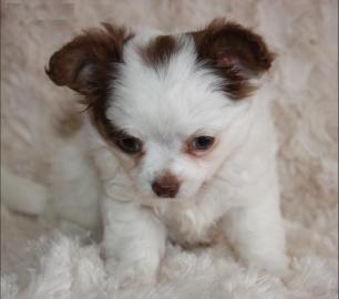 Chihuahua und Chihuahua-tak Welpen