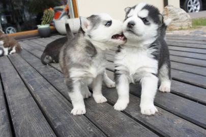 Sch�ne Siberian Husky-Welpen von den bes