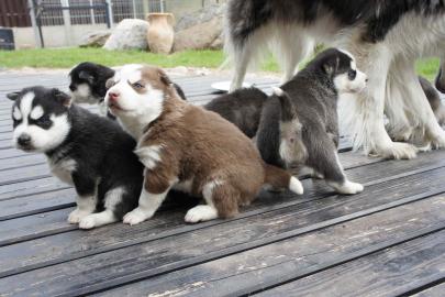 Sch�ne Siberian Husky-Welpen von den bes