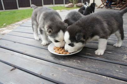 Sch�ne Siberian Husky-Welpen von den bes