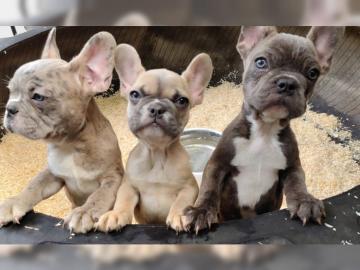 Franz?sische Bulldoggen Welpen in tollen