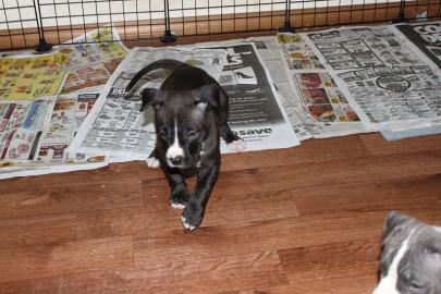Sch�ne Pitbull Terrier Welpen