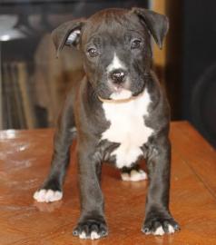 Sch�ne Pitbull Terrier Welpen