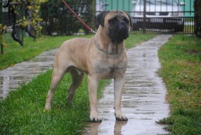 Bullmastiff wundersch�ne Welpen