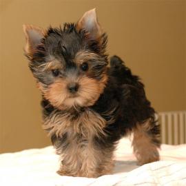 KOSTENLOS Mini Yorkie welpen f?r dich