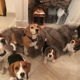 Kerry Beagle Welpen zu verkaufen!