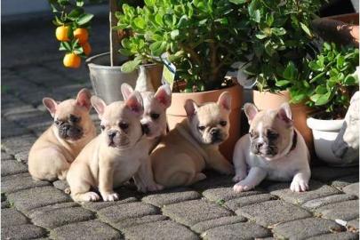 Franz�sische Bulldoggen Welpe in Choco