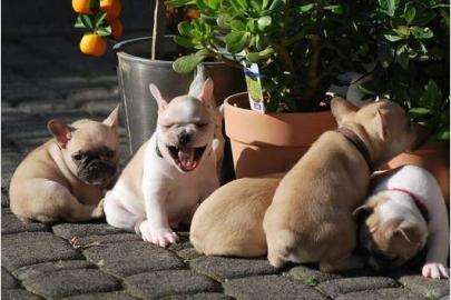 Franz�sische Bulldoggen Welpe in Choco