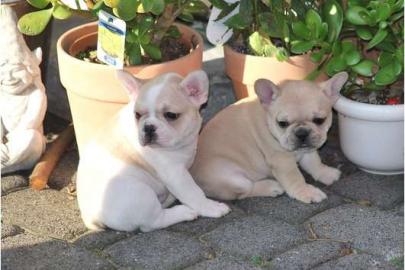 Franz�sische Bulldoggen Welpe in Choco
