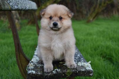 Qualit?t Pomsky Welpen!!!