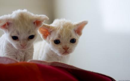 4 wei� , blau�ugig Cornish Rex K�tzchen. 