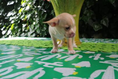 Chihuahua Welpen zur Verf�gung
