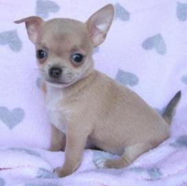 Chihuahua welpen suchen noch ! ! !