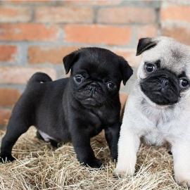 Mops Welpen Jetzt bereit zu gehen
