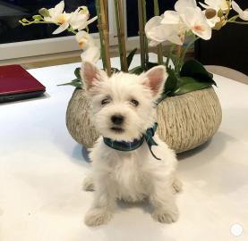 Wundersch?ne West Highland White Terrier