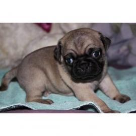 Mops Welpen Beige und schwarz