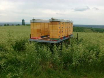 Ich verkaufe Honig aus meine Farm CZ