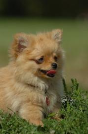 Pomeranian -Welpen