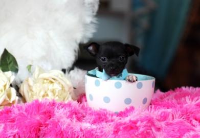 Mini Chihuahua welpen