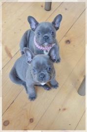 Blaue Franz�sische Bulldogge-Welpen