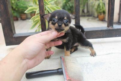 Verkaufe super sch�nen mini chihuahua r�