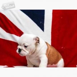Zuckers??en Englische Bulldogge Welpen. W