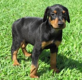 Top Dobermann Welpen Hund mit Papieren