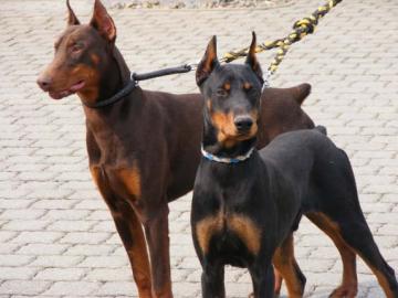 Reinrassige Dobermannwelpen mit VDH-Pap!