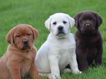 Wundersch?ne Labrador Welpen in schokobr