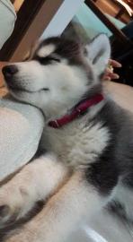 Verwirklich Husky Interessen zu verkaufe
