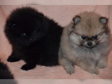 Sehr kleine Pomeranian Spitz Welpen