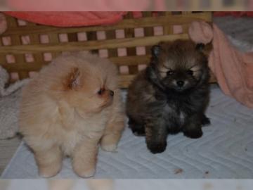 Sehr kleine Pomeranian Spitz Welpen