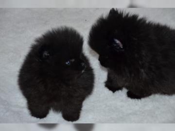 Sehr kleine Pomeranian Spitz Welpen