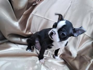 Boston Terrier Welpe whatsapp Nummer +43