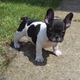Knuffige Franz?sische Bulldoggen Welpen