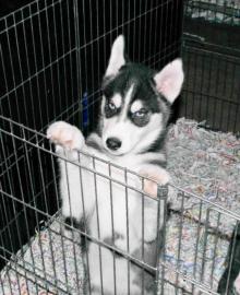 Reinrassige Husky welpen