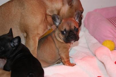 Supers��e Franz�sische Bulldoggen Welpen