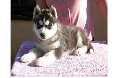 SIBERIAN HUSKY WELPEN