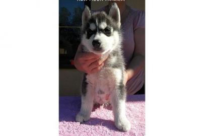 SIBERIAN HUSKY WELPEN