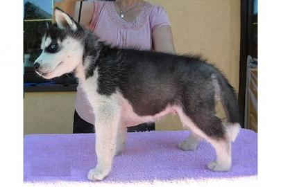 SIBERIAN HUSKY WELPEN