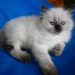 M�nnlich und weiblich Ragdoll K�tzchen