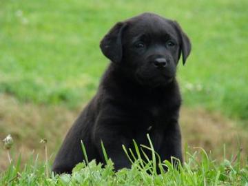 Labrador Retriever wundersch�ne Welpen