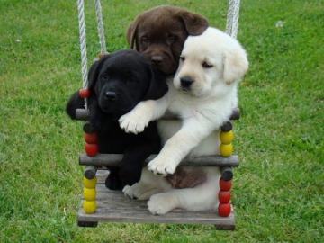 Labrador Retriever wundersch�ne Welpen