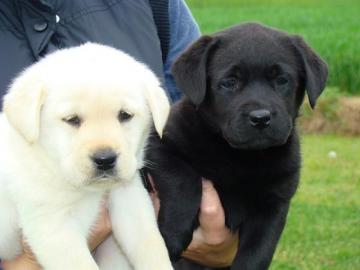 Labrador Retriever wundersch�ne Welpen