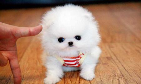 Pomeranian Welpen bereit f�r sch�ne H�us