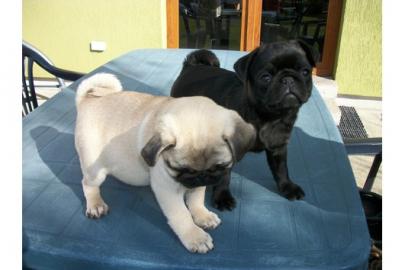 MOPS Welpen in schwarz und beige
