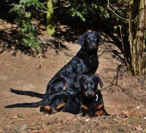 Beauceron-BERGER DE BEAUCE