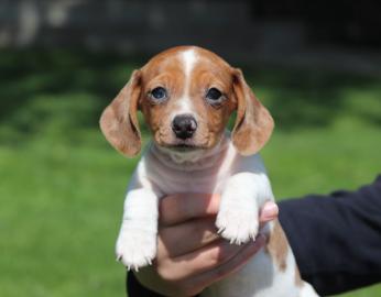 Dackelwelpenn (WhatsApp +4367799021111)