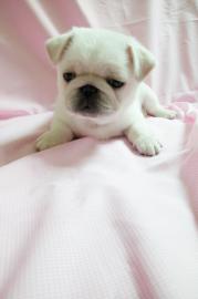 S��e Mops Welpen!!!